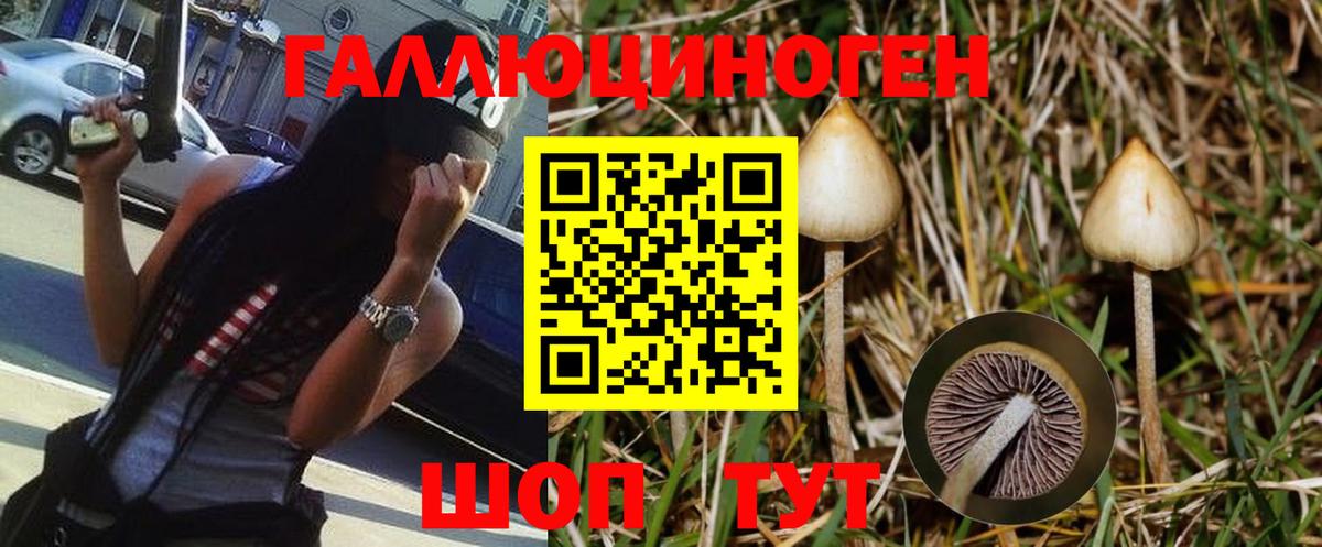 Псилоцибиновые грибы Cubensis Кизляр